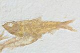 Trio Of Knightia Fossil Fish - Wyoming #86512-1